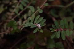 Euphorbia corrigioloides